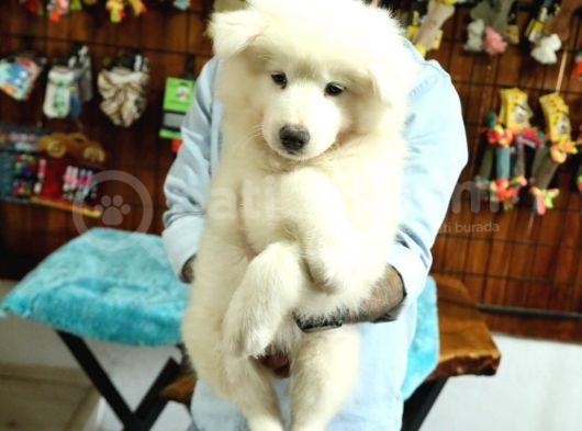 Ayi̇ Yavrusu Samoyed A Kali̇te Irk görsel