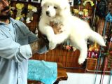 AYİ YAVRUSU SAMOYED A KALİTE IRK