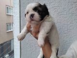 Shihtzu bebeklerim Pamuk Bebekler