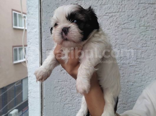 Shihtzu Bebeklerim Pamuk Bebekler