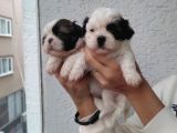 Shihtzu Bebeklerim Pamuk Bebekler