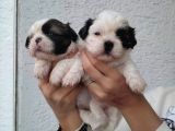 Shihtzu Bebeklerim Pamuk Bebekler