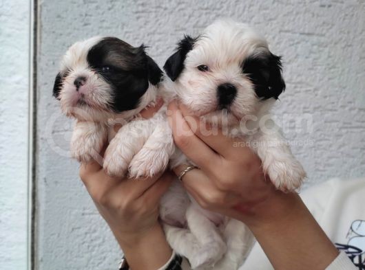 Shihtzu Bebeklerim Pamuk Bebekler görsel