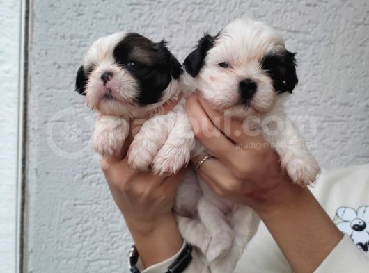 Shihtzu Bebeklerim Pamuk Bebekler görsel