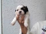 Shihtzu Bebeklerim Pamuk Bebekler