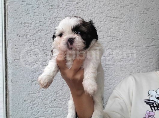 Shihtzu Bebeklerim Pamuk Bebekler görsel