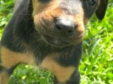 Üst Kalite Harika Anatomi Doberman Yavrular