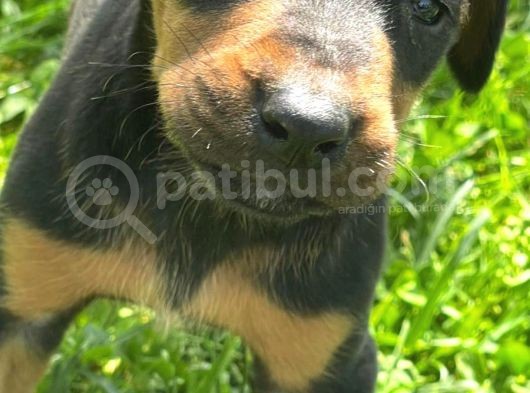 Üst Kalite Harika Anatomi Doberman Yavrular görsel