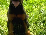 Üst Kalite Harika Anatomi Doberman Yavrular