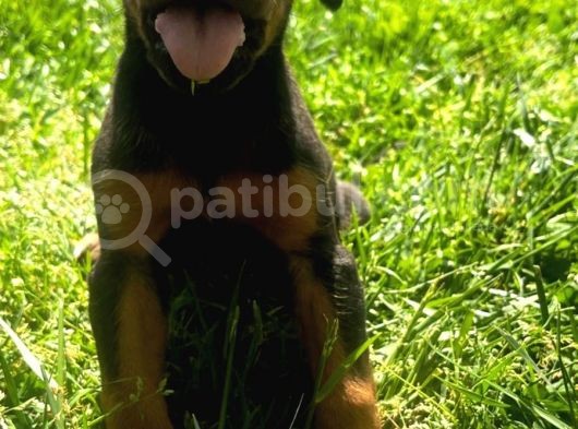 Üst Kalite Harika Anatomi Doberman Yavrular görsel