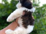 Teacup 2 Kg Olacak Kore Morkie