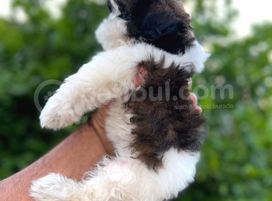 Teacup 2 Kg Olacak Kore Morkie görsel
