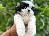 Teacup 2 Kg Olacak Kore Morkie