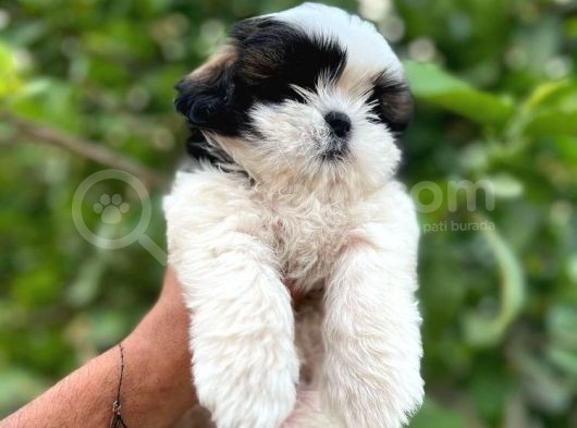 Teacup 2 Kg Olacak Kore Morkie görsel