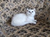 A Kalite Safkan Erkek ve Dişi yavrular