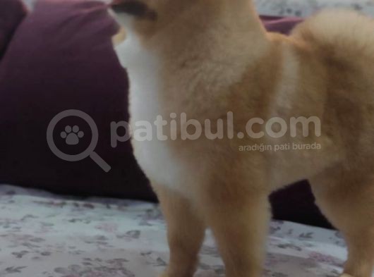 Eşleşme Tecrübeli Oğlumuz görsel