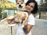Shiba İnu bebekler küçük ırk