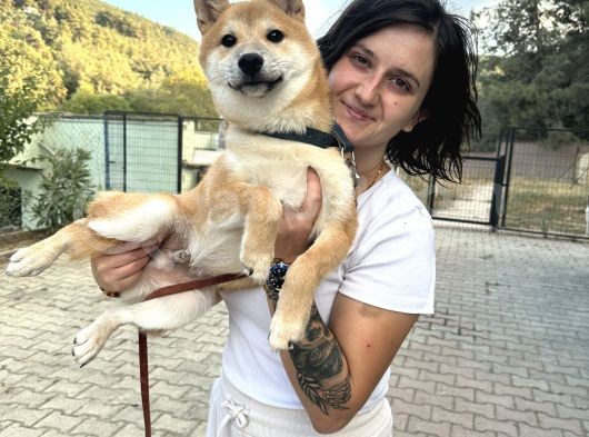Shiba İnu Bebekler Küçük Irk