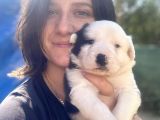 Border Collie Bebekler