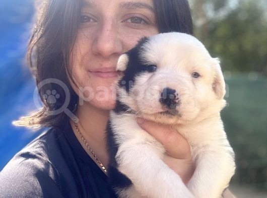Border Collie Bebekler görsel