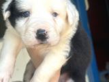 Border Collie Bebekler