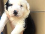 Border Collie Bebekler
