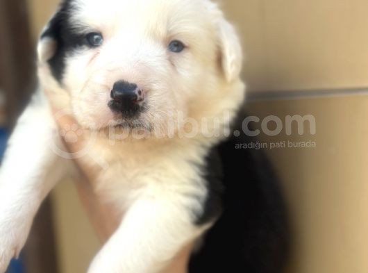 Border Collie Bebekler görsel