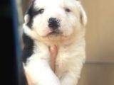 Border Collie Bebekler