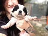 Border Collie Bebekler