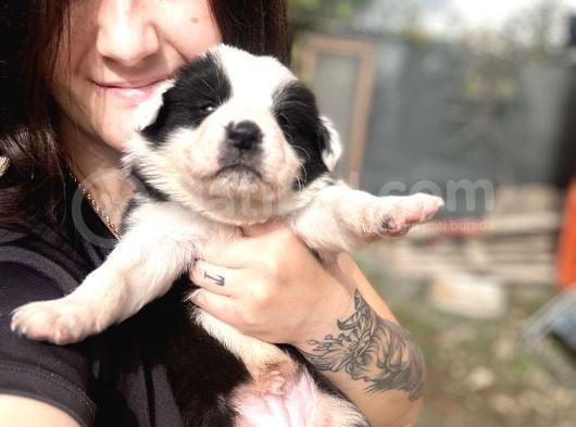 Border Collie Bebekler görsel