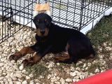 FCİ KİF KAYITLI MİCROCHİPLİ KİNG DOBERMAN