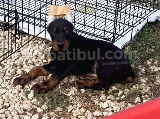 Fci̇ Ki̇f Kayitli Mi̇crochi̇pli̇ Ki̇ng Doberman