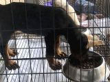 Fci̇ Ki̇f Kayitli Mi̇crochi̇pli̇ Ki̇ng Doberman