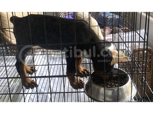 Fci̇ Ki̇f Kayitli Mi̇crochi̇pli̇ Ki̇ng Doberman görsel