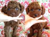Safkan toy poodle yavrular 