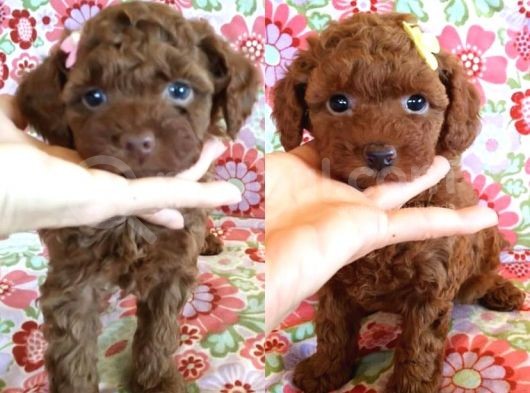 Safkan Toy Poodle Yavrular 