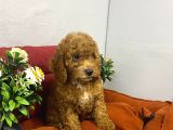Maltipoo Yavrularım Sağlık Ve Irk Garantilidir