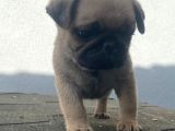 Pug Mops Muhteşem Güzeller