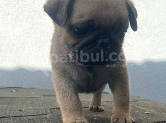 Pug Mops Muhteşem Güzeller görsel