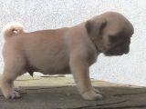 Pug Mops Muhteşem Güzeller