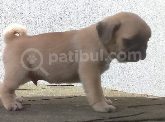 Pug Mops Muhteşem Güzeller görsel