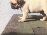 Pug Mops Muhteşem Güzeller