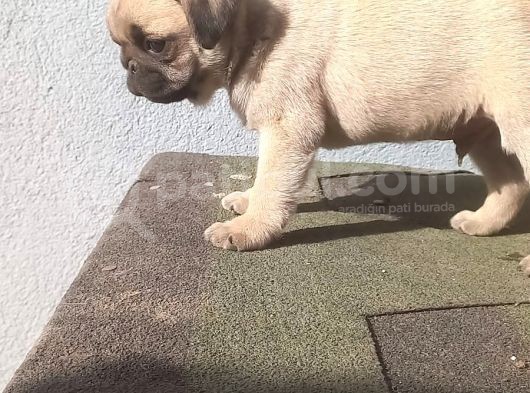 Pug Mops Muhteşem Güzeller görsel