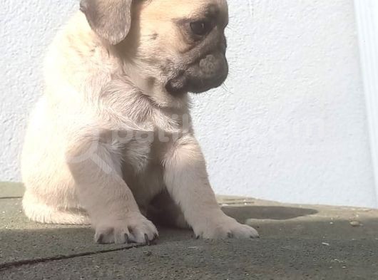 Pug Mops Muhteşem Güzeller görsel