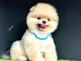 Pomerain Boo Ayıcık Surat 