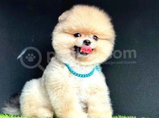 Pomerain Boo Ayıcık Surat  görsel