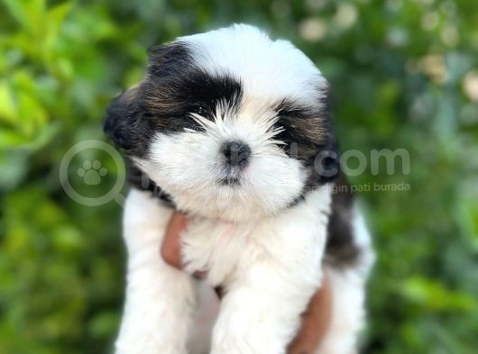 Teacup 2 Kg Olacak Kore Morkie