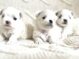 1250gr olacak morkie