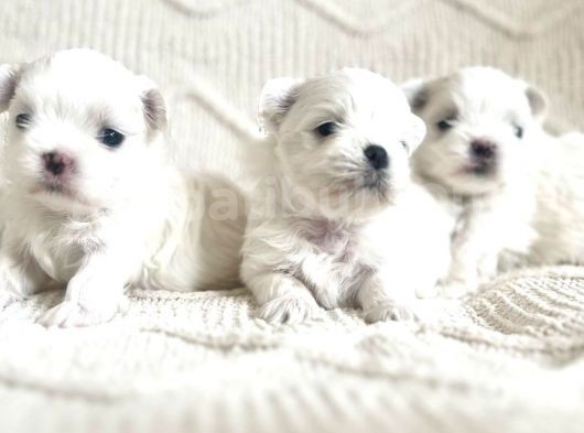 1250Gr Olacak Morkie
