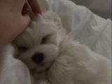İzmir Safkan Kore Maltese Ler